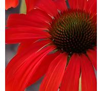 6 x Echinacea purpurea 'Hot Lava' (nom commercial : Scheinsonnenhut®) | Pot de 9x9 cm