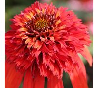 6 x Echinacea purpurea 'Hot Papaya'® (souvent appelée "chapeau de soleil") | Pot de 9x9 cm