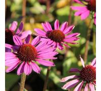 6 x Echinacea purpurea 'Little Magnus'® (souvent appelée "chapeau de soleil") | Pot de 9x9 cm