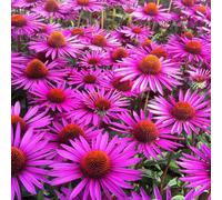 6 x Echinacea purpurea 'Pica Bella' (souci fausse-baies) | Pot de 9x9 cm