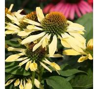 6 x Echinacea purpurea 'Sunrise' (souvent appelée "chapeau de soleil") | Pot de 9x9 cm