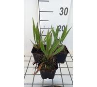 6 x Echinacea simulata - Tournesol - pot 9 x 9 cm
