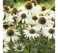 6 x Echinacée pourpre 'Avalanche' (Echinacea purpurea) | Pot de 9x9 cm