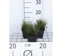 6 x Equisetum scirpoides - Prêle naine - Pot 9 x 9 cm