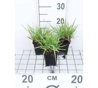 6 x Eragrostis spectabilis - Herbe de l'amour - Pot 9 x 9 cm