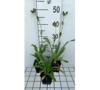 6 x Eryngium agavifolium - litière pour homme - pot 9 x 9 cm