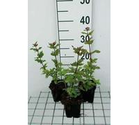 6 x Eupatorium cann. 'Plenum' - Marguerite d'eau - pot 9 x 9 cm x 9 cm