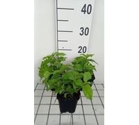 6 x Eupatorium coelestinum - Marguerite d'eau - Pot 9 x 9 cm