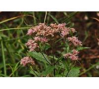 6 x Eupatorium dub. 'Baby Joe' - Marguerite d'eau - Pot 9 x 9 cm