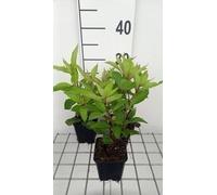 6 x Eupatorium mac. 'Glutball' - Marguerite d'eau - pot 9 x 9 cm