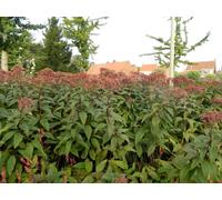 6 x Eupatorium maculatum 'Parapluie géant' - pot 9x9 cm