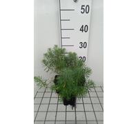 6 x Euphorbia cyp. 'Fens Ruby' - euphorbe - pot 9 x 9 cm