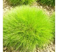 6 x fétuque de gautier - festuca gautieri - godet 9x9 cm