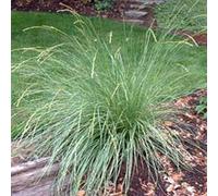 6 x fétuque mairei - festuca mairei - godet 9x9 cm
