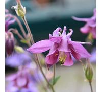 6 x Fleur des elfes 'Roseum' - Epimedium Youngianum 'Roseum' - Godet 9x9cm - Fleurs roses, feuillage vert, bordures