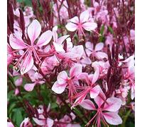 6 x Gaura lindheimeri 'Cherry Brandy' - Godet 9x9 cm, Fleurs Roses Foncées, Élégante et Gracieuse