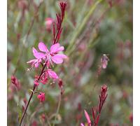 6 x Gaura lindheimeri 'Siskiyou Pink' - Gaura Lindheimeri - Godet 9x9 cm, Fleurs Roses Vibrantes, Tolère la Sécheresse