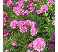 6 x gazon d'espagne - armeria maritima 'splendens perfecta' - godet 9x9 cm