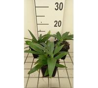 6 x Gentiana dahurica - Gentiane hirondelle - pot 9 x 9 cm