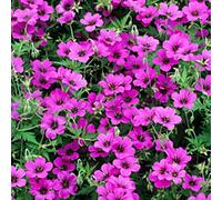 6 x géranium - Geranium 'Patricia' | Pot 9 cm x 9 cm