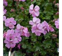 6 x géranium vivace de dalmatie - geranium dalmaticum - godet 9x9 cm