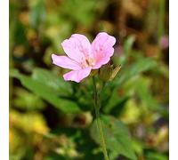 6 x géranium vivace d'endress - geranium endressi 'wargrave pink' - godet 9x9