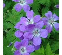 6 x géranium vivace des bois - geranium sylvaticum 'mayflower' - godet 9x9 cm