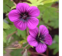 6 x géranium vivace - geranium 'ann folkard' - godet 9x9 cm