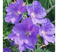 6 x géranium vivace - geranium clarkei 'kashmir purple' - godet 9x9 cm