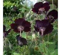 6 x géranium vivace livide - geranium phaeum - godet 9x9 cm