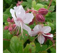 6 x Géranium vivace rhizomateux 'Spessart' - Geranium Macrorrhizum 'Spessart' - Godet 9x9cm - Rose vif, couvre-sol, ensoleillé