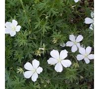 6 x géranium vivace sanguin - geranium sanguineum 'album' - godet 9x9 cm