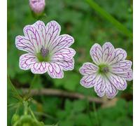 6 x géranium vivace versicolore - geranium versicolor - godet 9x9 cm