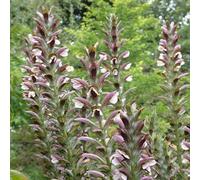 6 x Griffe d'ours des Balkans - Acanthus hungaricus « White Lips » | Pot 9 cm x 9 cm