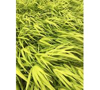 6 x Hakonechloa macra 'All Gold' - Herbe de montagne japonaise en pot 9x9 cm