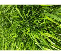 6 x Hakonechloa Macra - Herbe des montagnes japonaises en pot 9×9 cm