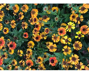 6 x Helenium hybr. 'Short'n Sassy' - Hélianthème - pot 9x9 cm