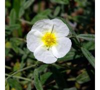 6 x hélianthème - helianthemum 'the bride' - godet 9x9 cm
