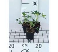 6 x Helleborus foetidus - Helleborus - pot 9 x 9 cm