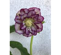 6 x Helleborus or. Double Ellen Picotee - Eglantine - pot 9 x 9 cm