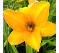 6 x hémérocalle - Hemerocallis 'Chicago Sunrise' | Pot 9 cm x 9 cm