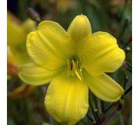6 x hémérocalle - Hemerocallis 'Corky' | Pot 9 cm x 9 cm