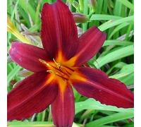 6 x hémérocalle - Hemerocallis 'Flaming Sword' | Pot 9 cm x 9 cm