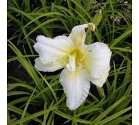 6 x hémérocalle - Hemerocallis 'Gentle Shepherd' | Pot 9 cm x 9 cm