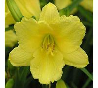 6 x hémérocalle - Hemerocallis « Happy Returns » | Pot 9 cm x 9 cm