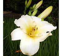6 x Hémérocalle - Hemerocallis 'Helle Berlinerin' | Pot 9cm x 9cm