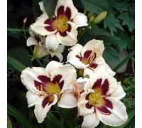 6 x hémérocalle - Hemerocallis « Moon Masquerade » | Pot 9 cm x 9 cm