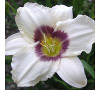 6 x hémérocalle - Hemerocallis « Pandora's Box » | Pot 9 cm x 9 cm