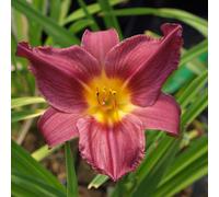 6 x hémérocalle - Hemerocallis 'Summer Wine' | Pot 9 cm x 9 cm