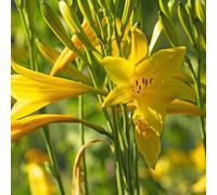 6 x hémérocalles précoces - Hemerocallis lilioasphodelus | Pot 9cm x 9cm